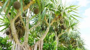 石垣島10月11月12月の天気、気温、服装、シュノーケリングブログ