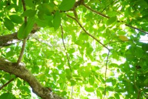 石垣島の2月3月、シュノーケリングブログから振り返るツアー風景