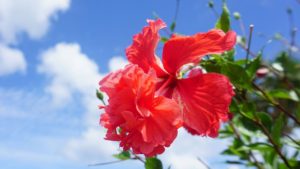 石垣島旅行、観光をする際の事前準備ブログのまとめ。旅行プランの参考に♪