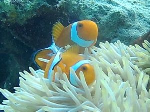 石垣島北部 東海岸でシュノーケル！見れる魚たちクマノミ編♪