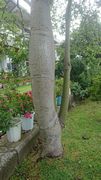 トックリキワタの木