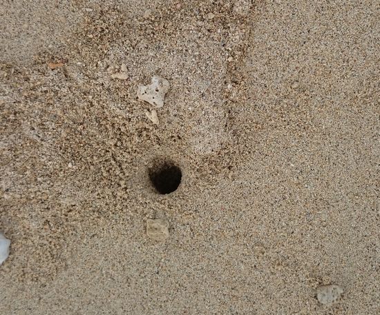 ビーチにある穴。