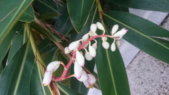 ゲットウの花。