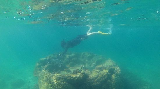 お母さん、素潜りドボンです。