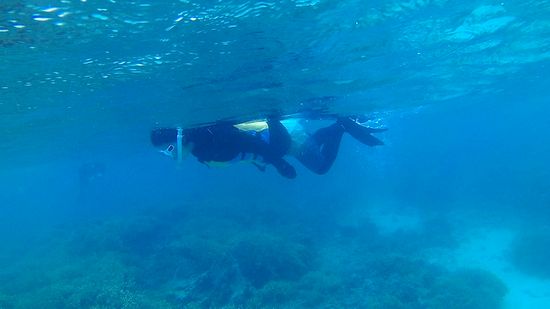 お母さんはじっくり眺めながら泳いでいます。