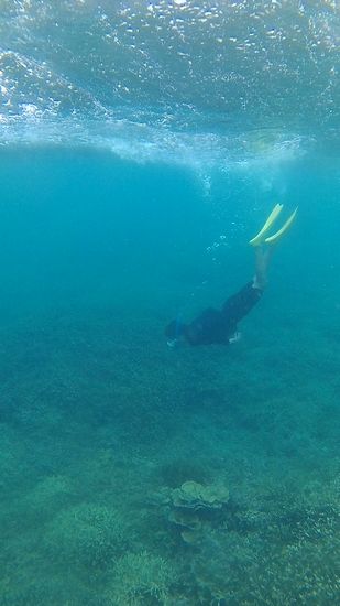 お父さん、シャコガイに向かってドボンです