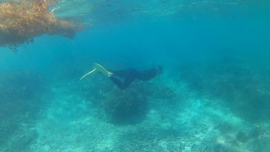 お母さん、素潜りです