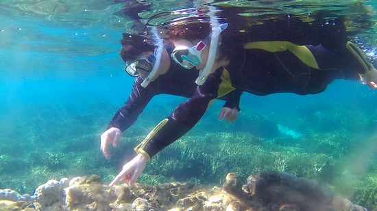 ハマサンゴの上にはいろんな生き物です♪