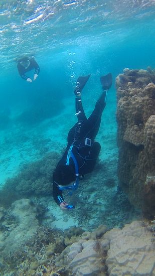カクレクマノミさんで素潜りドボン