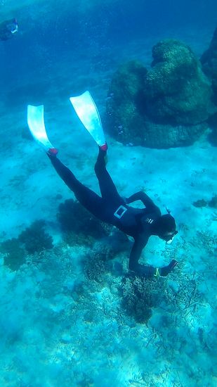 水底を這うように素潜りの旦那さん