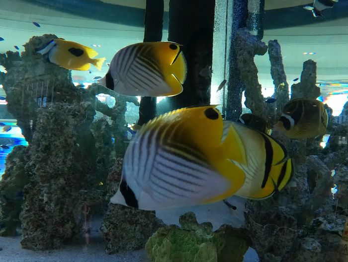 チョウチョウウオが増えました