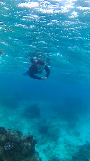 自由に泳ぎまわるお父さん