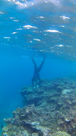 カクレクマノミに向かって素潜りドボンのN村さん