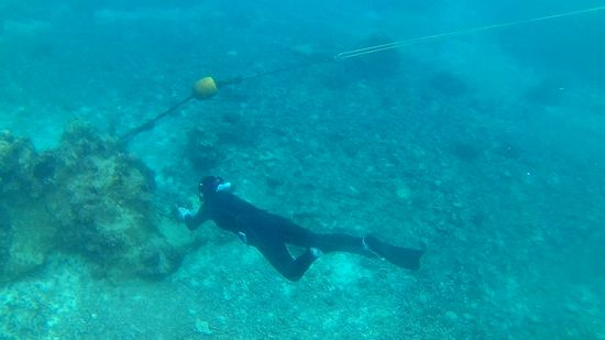 奥さん、体力の続く限り素潜りです