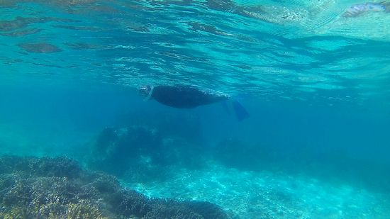 お父さんはシュノーケリングの極意をマスターです