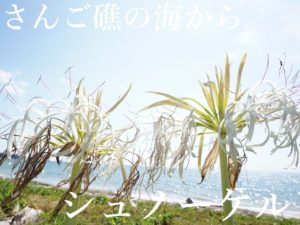 石垣島の方言は予測がつきません。沖縄本島、宮古島、石垣島でも方言が異なります！