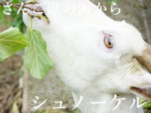 車が歩道を走る!雨で車道が走れません。石垣島の雨はすごいですね！