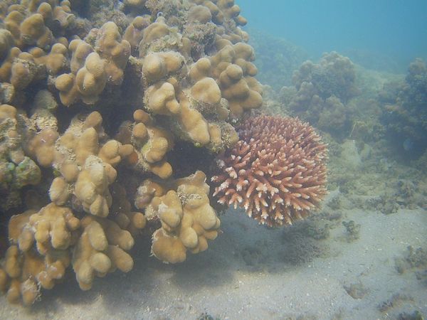 枝状サンゴも発見