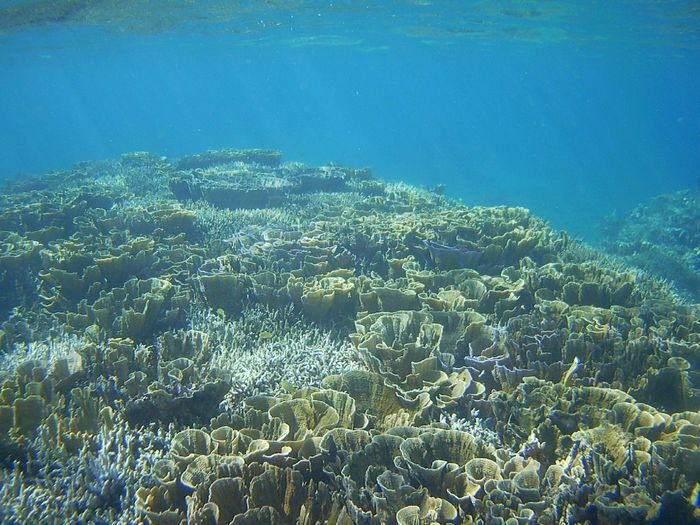サンゴは変わらずわしゃわしゃです♪