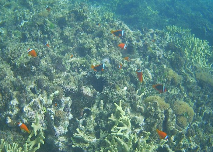 クマノミマンションは健在です