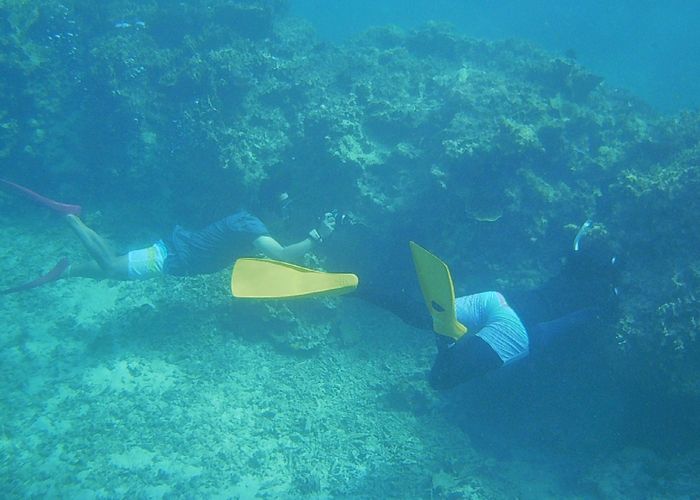 セジロクマノミで