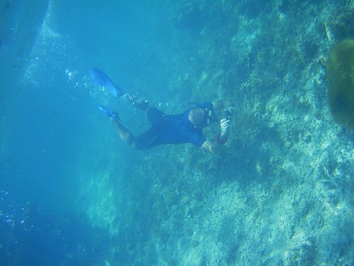 クマノミに没頭されています