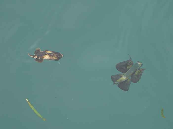 カワハギの幼魚と一緒に