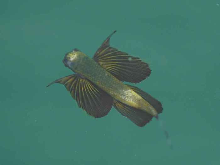 トビウオの幼魚ですね