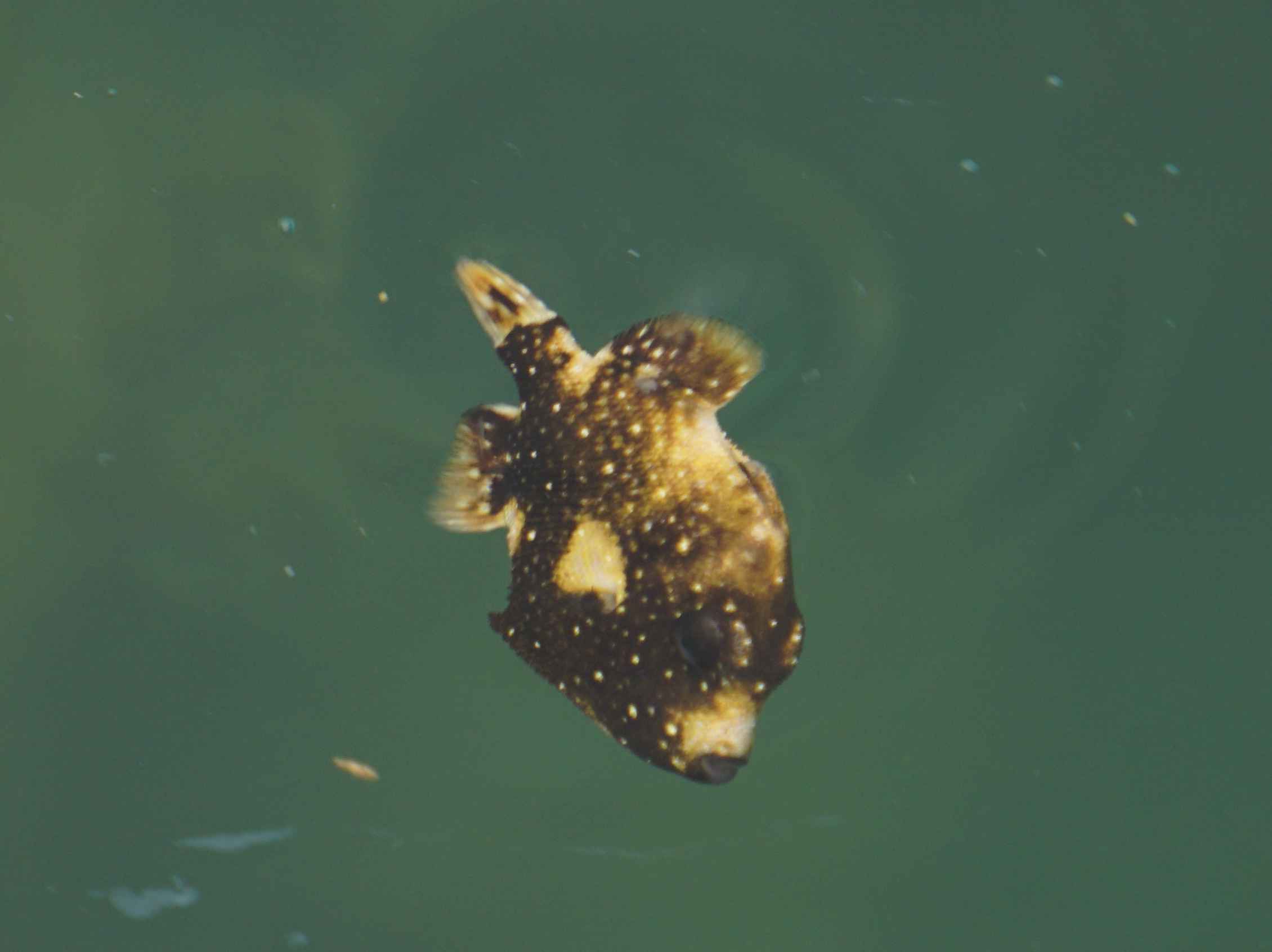 カワハギの幼魚も登場です