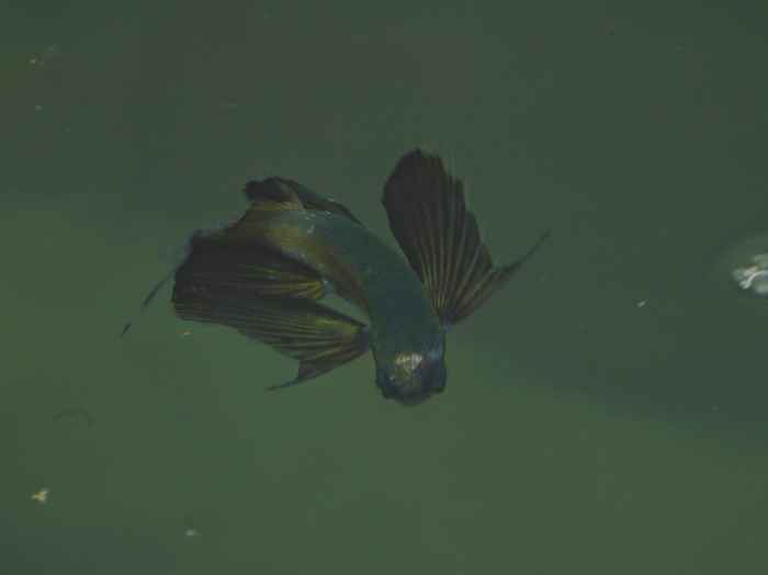 くるっとひねって泳いでいます。