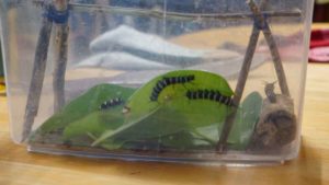 石垣島の市蝶、オオゴマダラを救え！