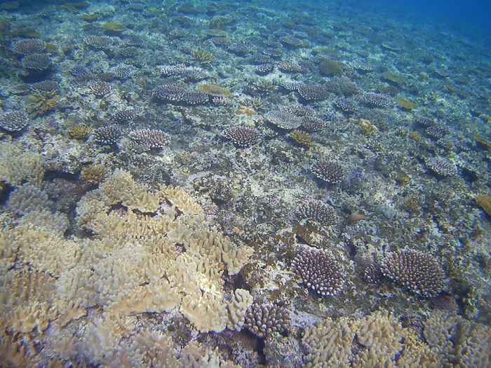 テーブルサンゴ、成長中