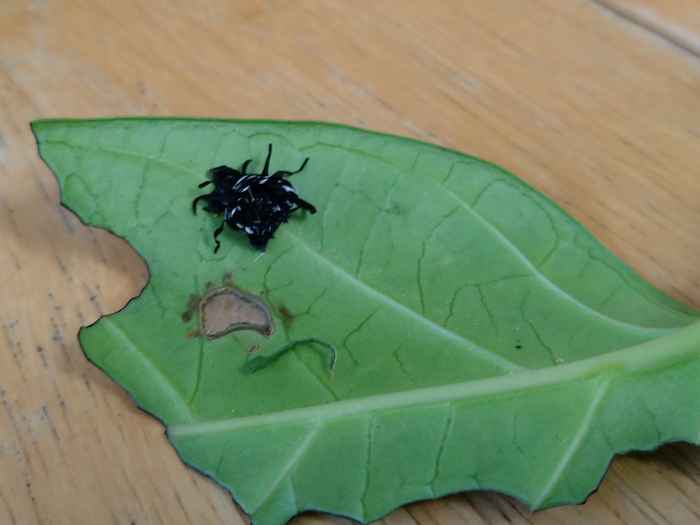 昆虫も脱皮するんですね