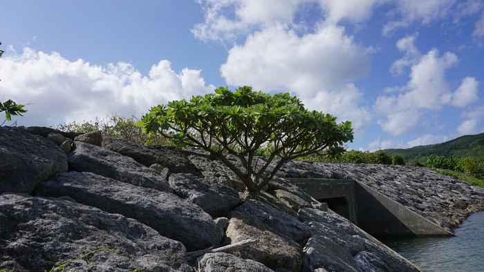 堤防沿いのモンパの木