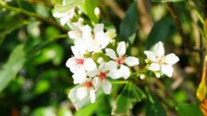 快晴の石垣島！3月中旬も絶好調の天気です♪