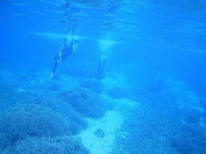 凪の石垣島、シュノーケリング日和です。