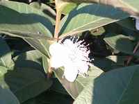 グアバの花