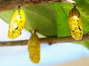 タマジありがとう！気分は卒業式？成人式？