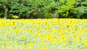梅雨明け前、夏を先取りブログ！ひまわり畑、開花続々と！