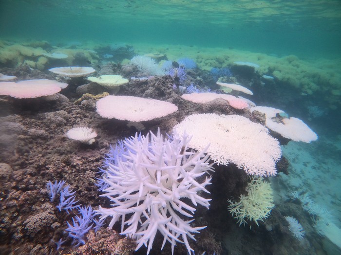 2022年8月、サンゴの白化始まる