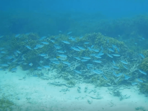 6月石垣島シュノーケリング合宿前の予行演習ツアー