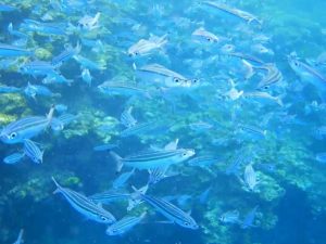 早朝と午後の半日シュノーケリング+夕方まで石垣島を満喫ツアー！