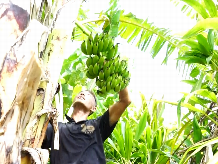 バナナの収穫