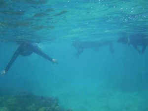 石垣島の海を満喫シュノーケル