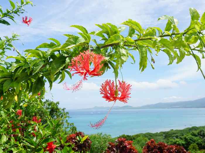 フウリンブッソウゲ