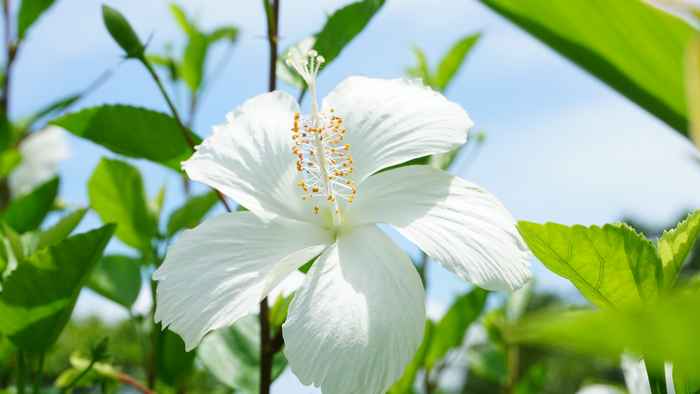 玉取崎展望台のハイビスカス