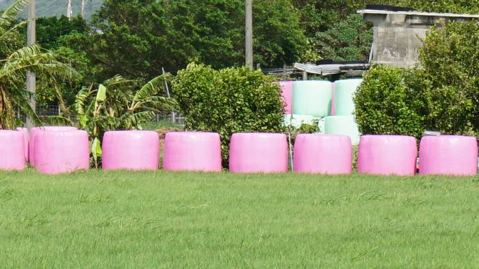ピンクの牧草ロール