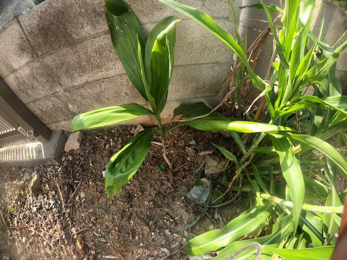 センネンボクの木