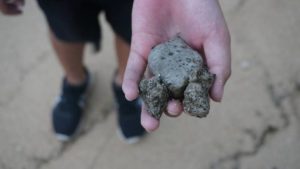 軽石、石垣島東海岸、伊野田でも漂着確認！