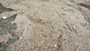 石垣島に軽石漂着。被害は特にありません！でもシュノーケリングツアーは中止に。。